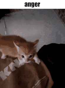 Izzversels Anger GIF - Izzversels Anger Cat GIFs