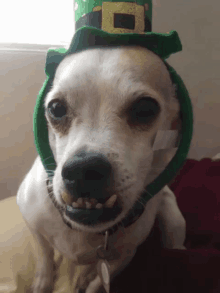 Dog Funny Teeth GIF - Dog Funny Teeth Bucktooth GIFs