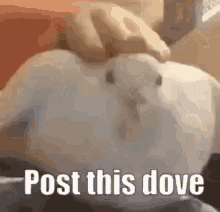 Dove Post This Dove GIF - Dove Post This Dove GIFs