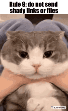 Tudou Cat GIF - Tudou Cat Funny GIFs