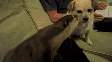 Lay With Me, Will Ya? GIF - Otter Dog Play GIFs