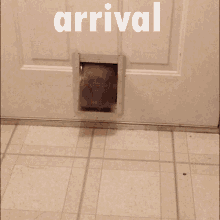 Arrival Enter GIF - Arrival Enter Cat GIFs