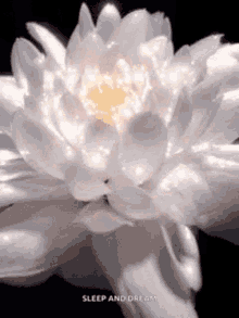 The Aveng GIF - The Aveng Lotus GIFs