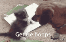 Gentle Boops I Boop You GIF - Gentle Boops I Boop You Ollie And Lauren Boop GIFs