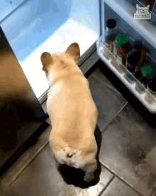 Its Hot Outside Dog Entering Refrigerator GIF - Its Hot Outside Dog Entering Refrigerator Refrigerator GIFs