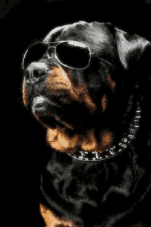 Rotty Dog GIF - Rotty Dog Cool GIFs