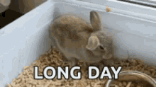 Rabbit Tired GIF - Rabbit Tired Long Day GIFs