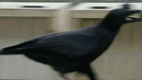 Also Corvid testing