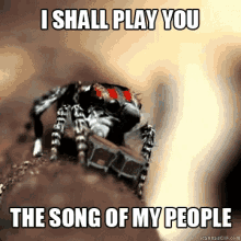 jumping spider drum playing song of my people listen jumping spider drum playing song of my people listen