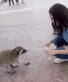 raccoon panda
