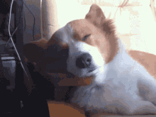 Dog Napping GIF - Dog Napping Waking Up GIFs
