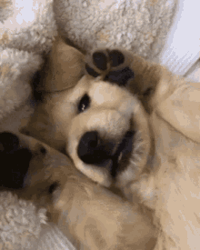 Puppies Silly Puppy GIF - Puppies Silly Puppy Cute Puppy GIFs