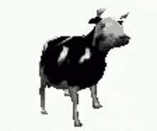 Polish Cow Cow GIF - Polish Cow Cow Dancing GIFs