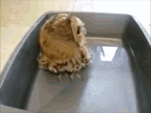 owl swim water bird owl swim water bird
