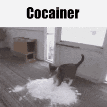 Cocainer Cat GIF - Cocainer Cat Snow GIFs