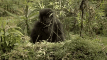 out of my way mountain gorillas survival dian fosseys legacy lives on short film showcase gorilla excuse me
