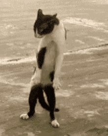 Cat Skinny GIF - Cat Skinny Dancing GIFs