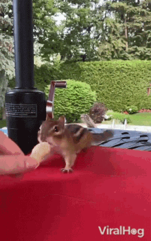 Chipmunk Viralhog GIF - Chipmunk Viralhog Squirrel GIFs