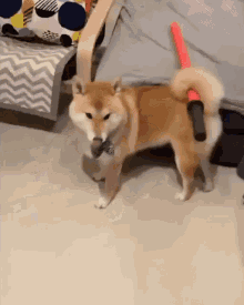Dog Shiba GIF - Dog Shiba Sword GIFs