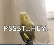 viralhog kick parrot love birds angry