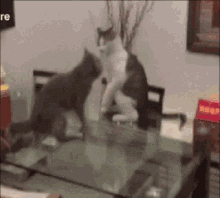 Cats Fight GIF - Cats Fight Funny Cat GIFs