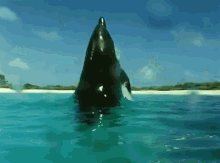Killer Whale'S Breathtaking Jump GIF - Whale Killer Whale Ocean GIFs