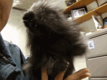 Baby Porcupine Kisses GIF - Porcupine Sweet Baby GIFs