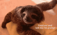Sloth Love Feed Me GIF - Sloth Love Feed Me Hungry GIFs