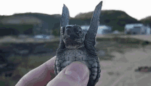 Cute Guy GIF - Turtle Turtleday GIFs