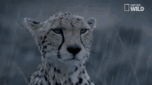 Waiting For Ur Friend To Stop Being Mad At You GIF - Cheetah Rain Sad GIFs