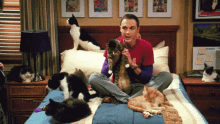 The Big Bang Theory Sheldon Cooper GIF - The Big Bang Theory Sheldon Cooper Cats GIFs
