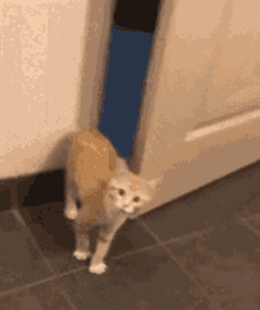 Goodbye Cat GIF - Goodbye Bye Cat - Discover & Share GIFs