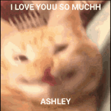 Ashely Ginger Cat GIF - Ashely Ginger Cat I Love Ashley GIFs