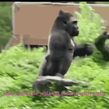 Tamas Gorilla GIF - Tamas Gorilla Monkey GIFs