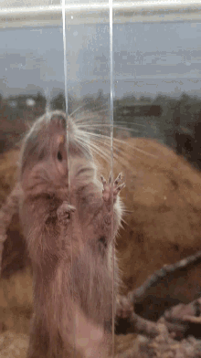 Hungry Let Me In GIF - Hungry Let Me In Window GIFs