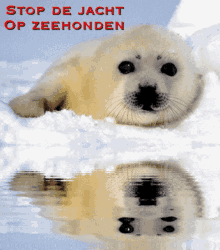 Stop De Jacht Op Zeehonden Stop The Hunt For Seals GIF - Stop De Jacht Op Zeehonden Zeehonden Stop The Hunt For Seals GIFs