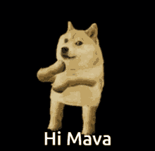Mava Hi GIF - Mava Hi Hi Mava GIFs