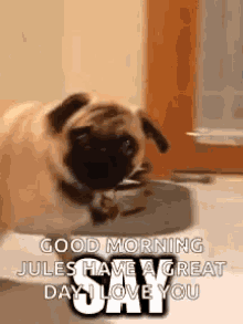 dog pugs cute mad say that to my face