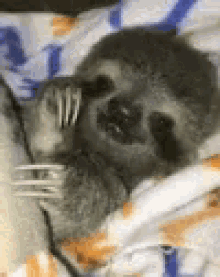 Sloth Chill GIF - Sloth Chill Lazy GIFs