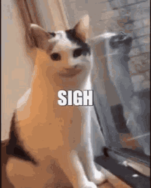 Cat Meme Cat Sigh GIF - Cat Meme Cat Sigh Meme Cat GIFs