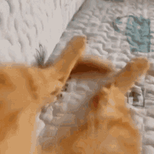 Rinnbebe Harrys Toes GIF - Rinnbebe Harrys Toes Cat Toes GIFs