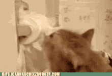 Funny Cat Guilty Cat GIF - Funny Cat Guilty Cat Cat Eating Toilet Paper GIFs