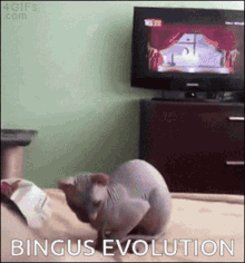 Bingus Bingus Evolution GIF - Bingus Bingus Evolution Cat GIFs