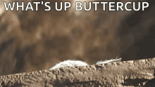 Whats Up Buttercup The Mandalorian GIF - Whats Up Buttercup The Mandalorian The Child GIFs