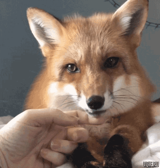 Fox Cute GIF - Fox Cute Adorable GIFs.