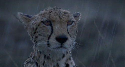 cheetah-rain.gif
