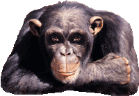 Meymun обезьян Sticker - Meymun обезьян обезьянка Stickers