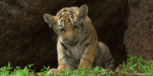 tiger king cute tiggy cub roaring cute roar