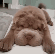 Dog Lying GIF - Dog Lying Down GIFs