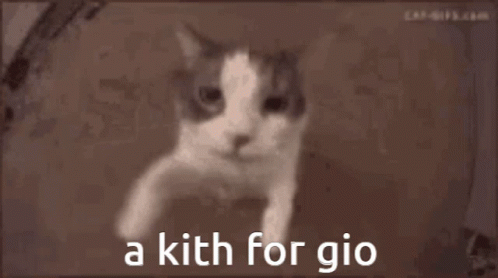 Cat Kith GIF - Cat Kith Gio GIFs